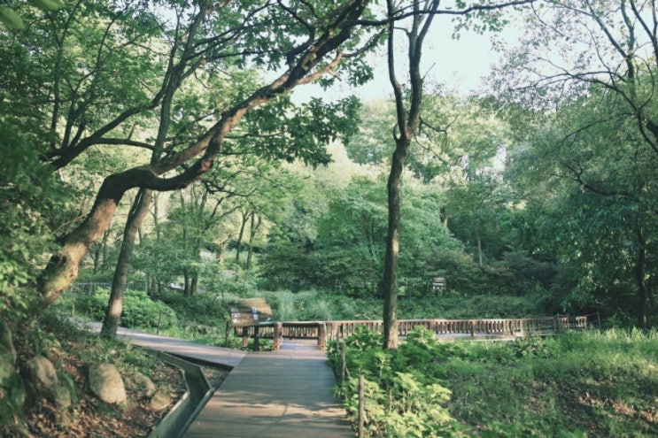 경기도 용인 용인자연휴양림 (당일 아이와 함께 가족 나들이 정보 요약)