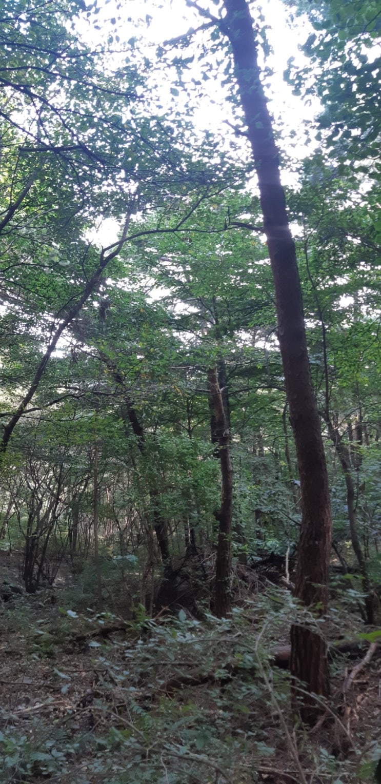  [냉풍욕장 할매농원] 뒷산 등산