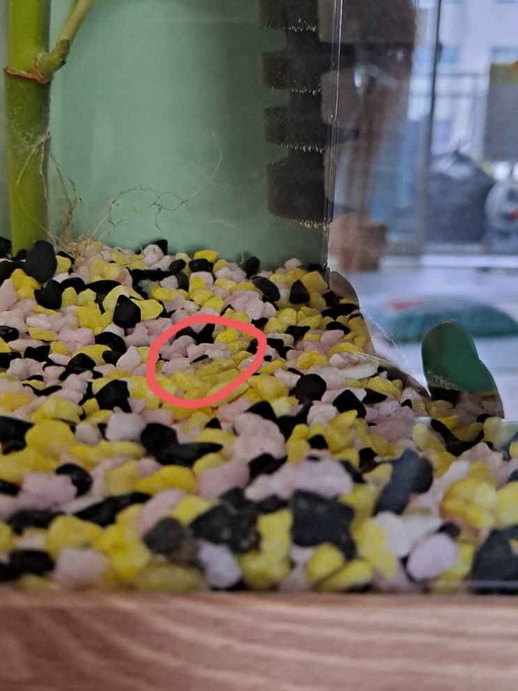  땡구의 물생활 - 또 누가 낳았지?