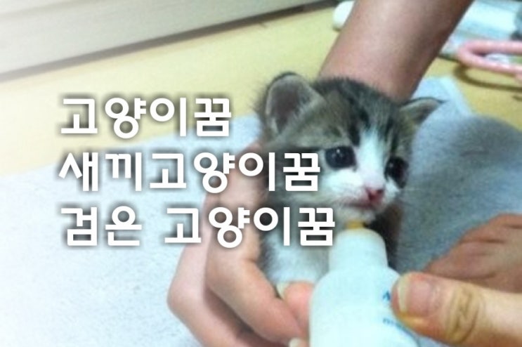  고양이 꿈 새끼 고양이꿈 검은 고양이꿈 상세한 꿈해몽해드립니다.