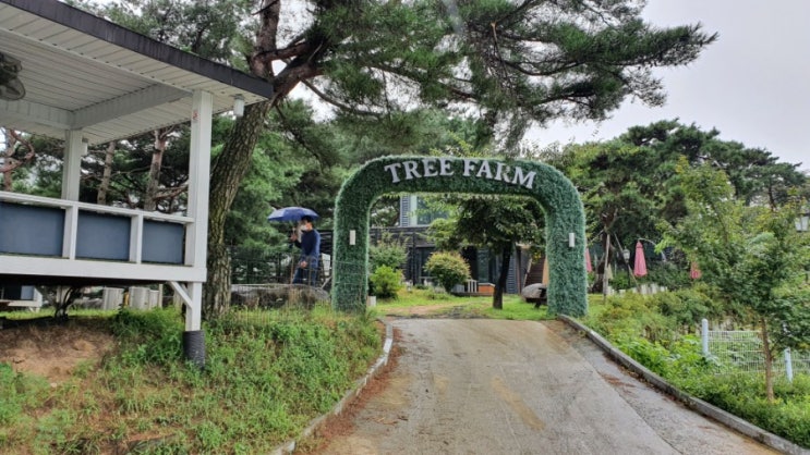  팔공산 트리팜/힐링카페/예쁜카페/방갈로카페 TREE FARM