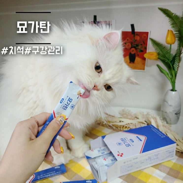  고양이치석 양치] 디펫바이오 묘가탄 습식츄르 리뉴얼