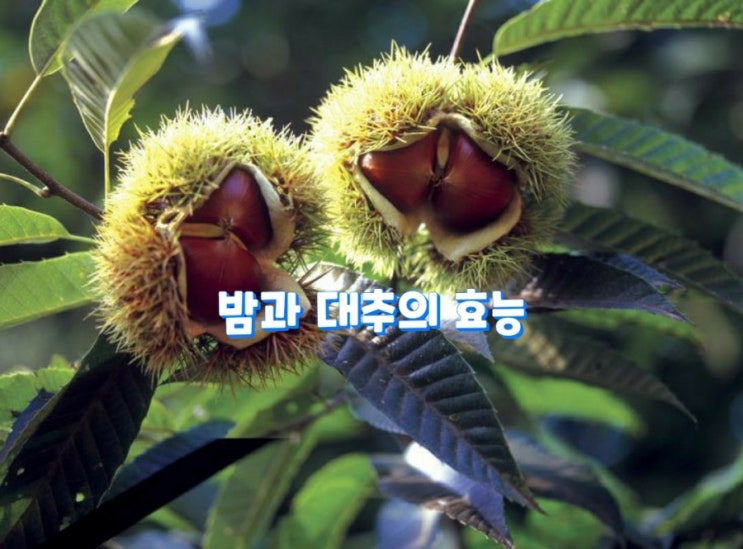 밤과 대추의 효능 밤과 대추의 효능