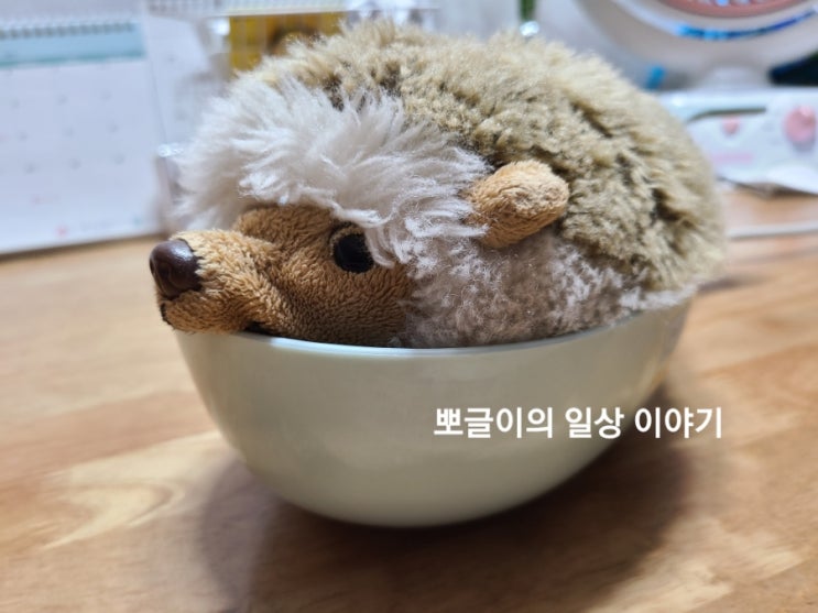  고슴도치 입양한지 1년됐어요.