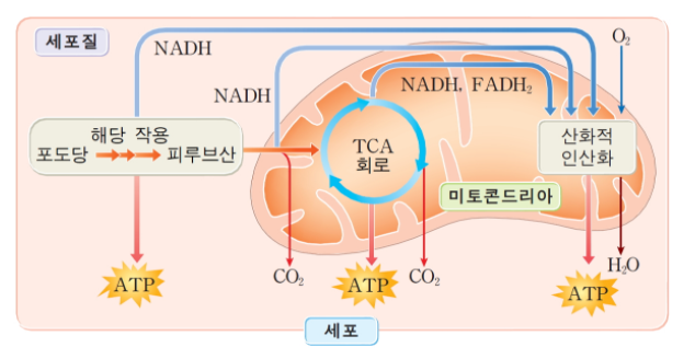  오메가3 지방산이 중성지방을 낮추는 기전. 뱃살아 빠져랏!!
