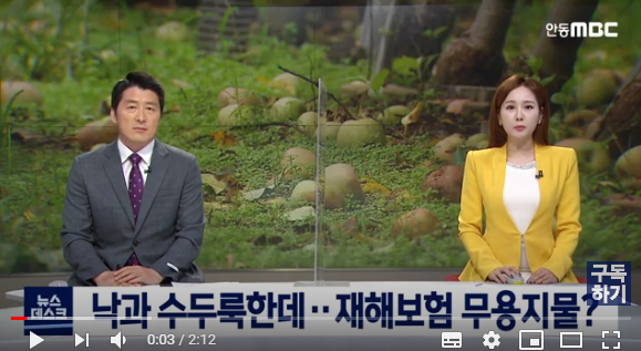 낙과 수두룩한데.. 재해보험 '무용지물' / 안동MBC 낙과 수두룩한데.. 재해보험 '무용지물' / 안동MBC
