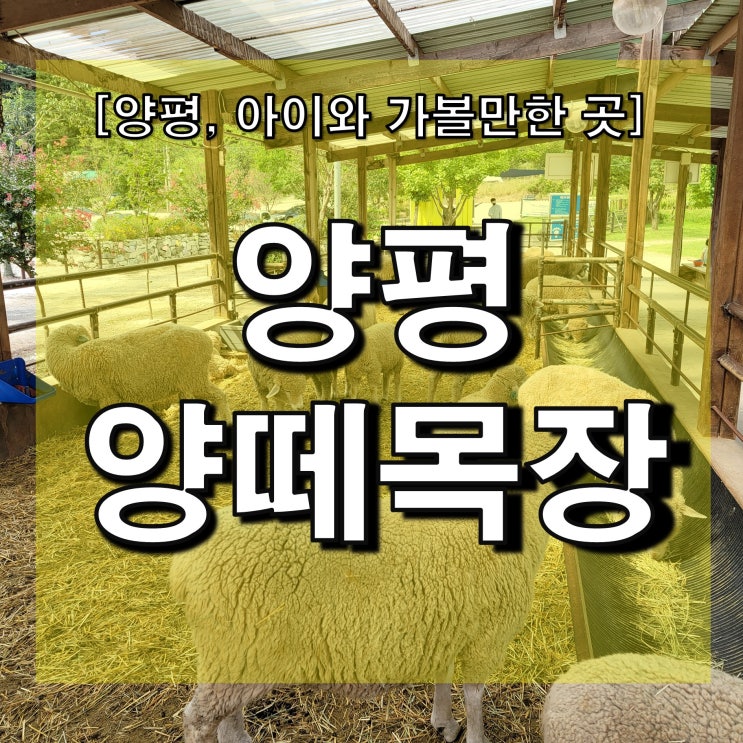  아이와 가볼만한 양평 양떼목장 이용 후기 - 작을 거라 무시 말기