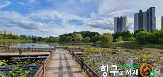  일산 호수공원, 연꽃호수  가보셨나요?