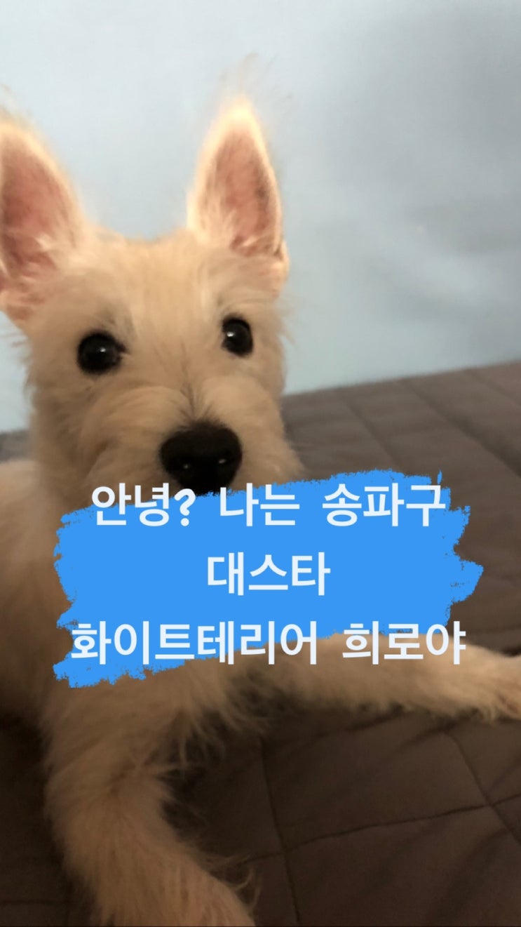  웨스트 하이랜드 화이트 테리어, 웨스티 희로와 함께하는 가을 산책- 이준로부동산, 가락쌍용1차아파트