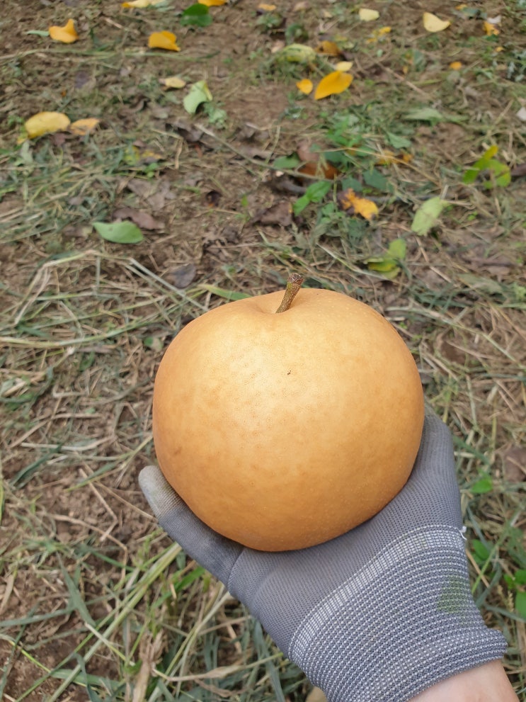  배과수원 낙과 줍기~ 벼말리기