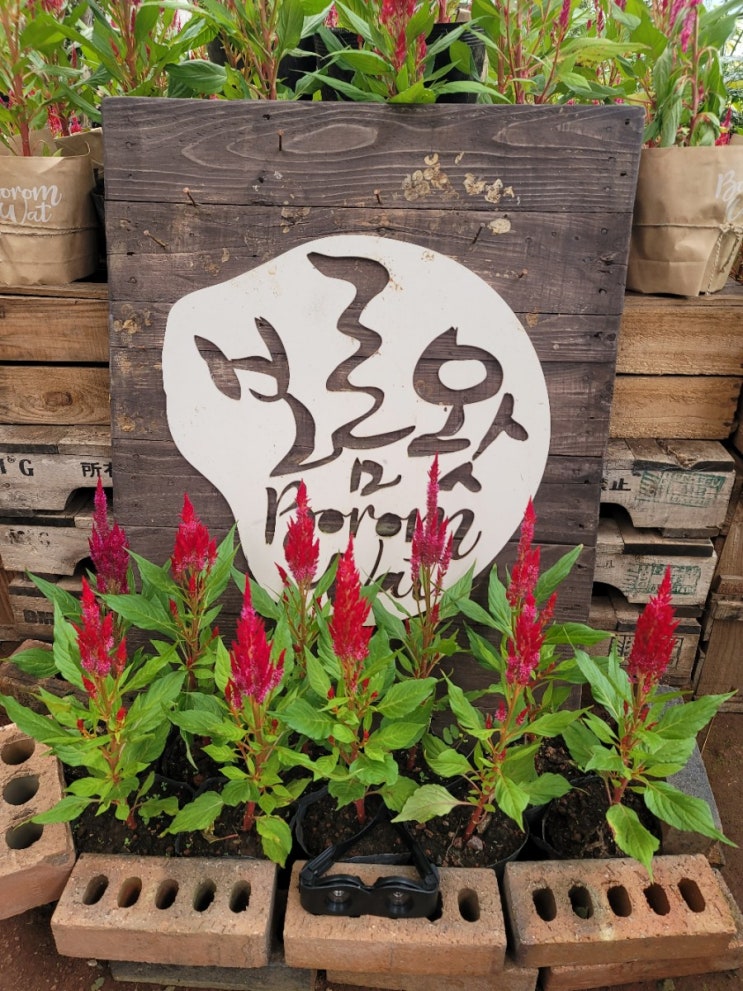  가을제주 동쪽코스 보롬왓 맨드라미 매일매일이 다른제주