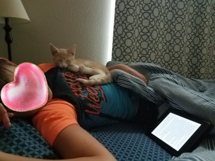 고양이 집사 고양이 집사