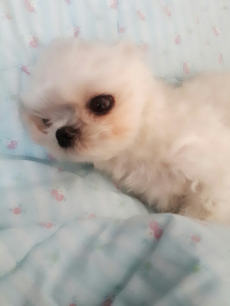  유기견 으로 입양 우리집 귀염둥이 강아지 반려견^^