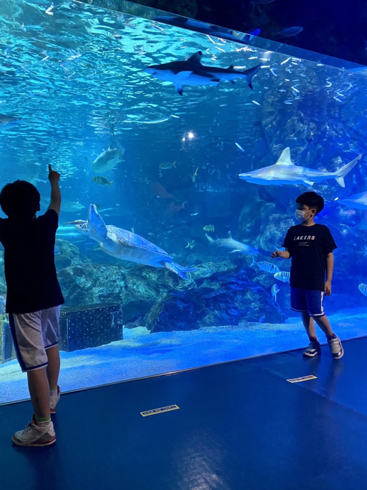  코엑스 아쿠아리움 아이와 함께 다녀 온 방문기 - 사진많음주의