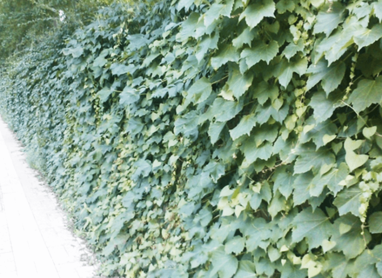  송담효능 알아보기