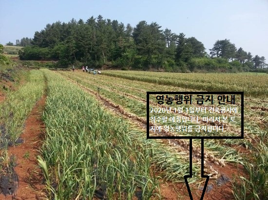  내 땅에 허락없이 농작물과 나무를 심었을 경우 처리방법