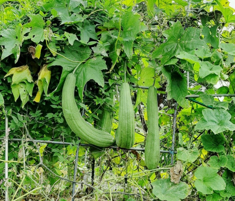 주말텃밭에 키우는 수세미 효능