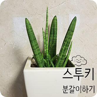  스투키 키우기 #1 공기정화 식물 스투키 분갈이