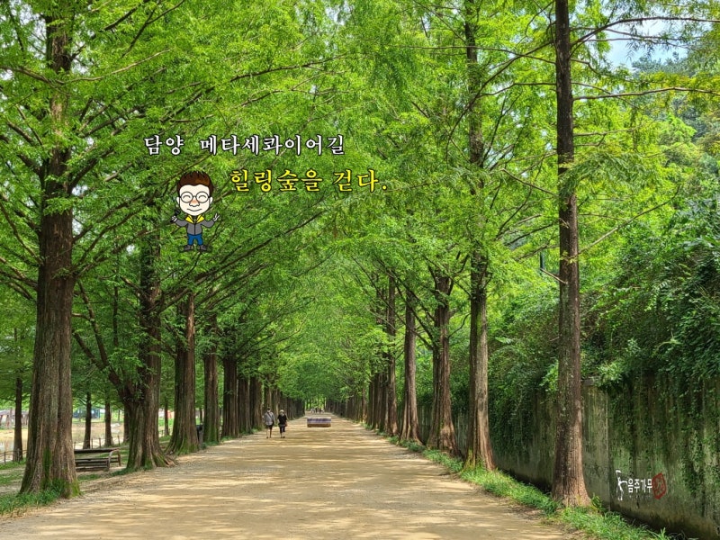 담양 메타세콰이어 길 힐링의 숲을 걷다. : 네이버 블로그