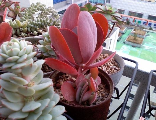  다육식물, 국민다육 키우기 다육이 빨갛게 물들이는 법