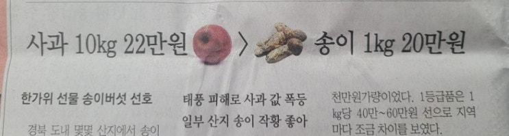  송이버섯 사려면 어디부터 가야할까요