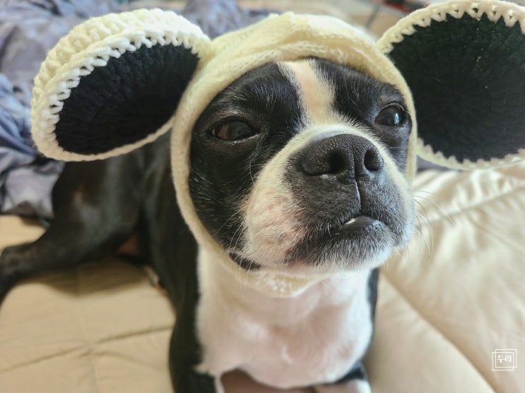 커먼유니크 강아지가을옷 애견옷 강아지코스튬 모자 완전귀여워!