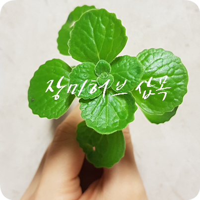  장미허브 키우기 #1 난감했던 장미허브 삽목