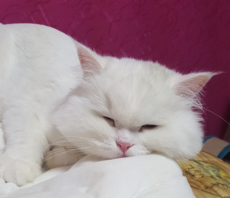  고양이 마늘 먹으면 안 돼요