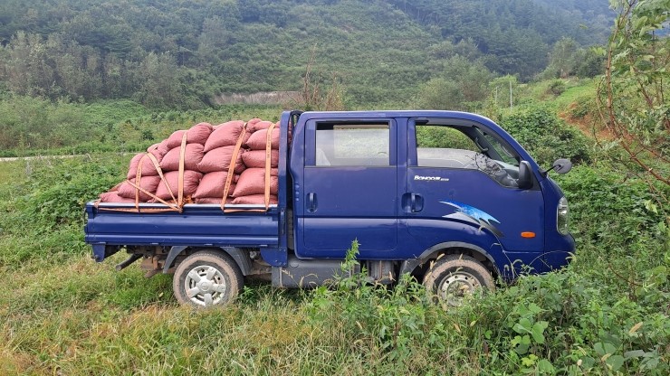  맛있는 경주체리 생산을 위해 염소퇴비 확보하고 있어요