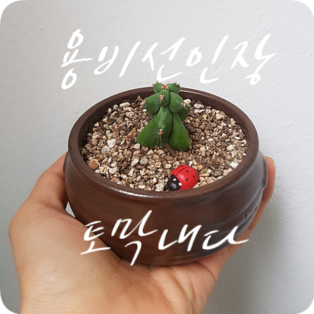  용비 선인장 키우기 #1 용비 선인장 자르기, 뿌리내림 (도깨비방망이 선인장)