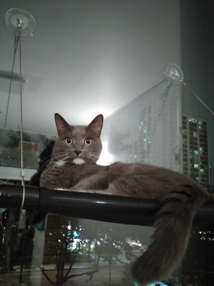  개냥이의 밤_누가 박스를 차지했을까? 박스쟁탈전 Dog Cats V-log