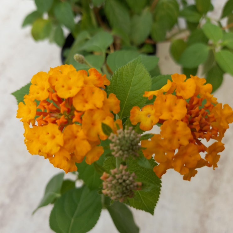 [미래화훼공원] 부산 기장 꽃구경 마음껏 하고 저렴하게 꽃을 살 수 있는 곳