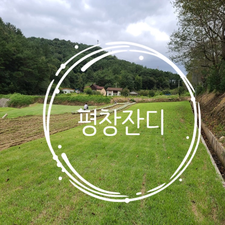  높은 해발고도 평창 잔디 출발