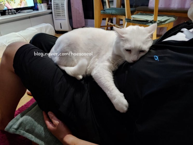  아빠와 아들~(집사와 고양이)