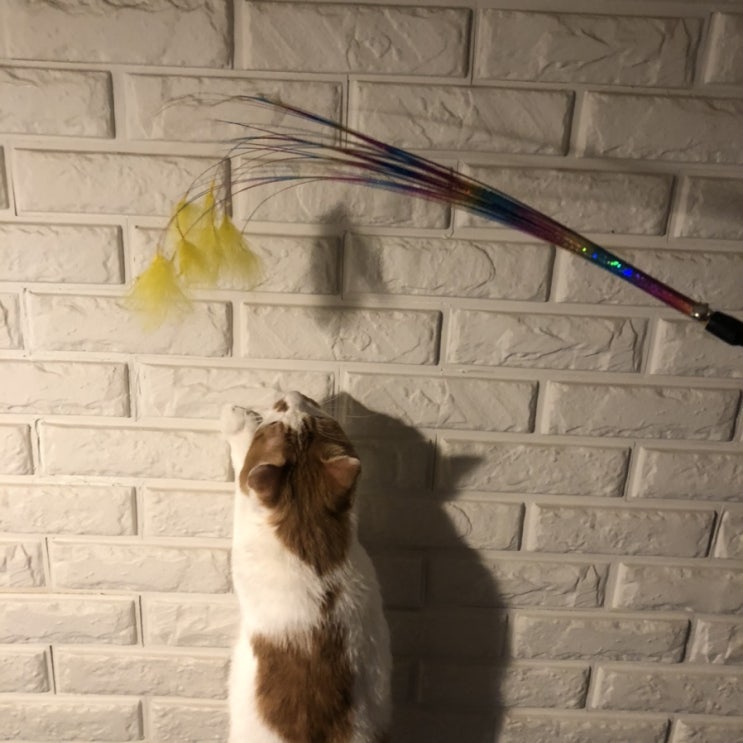  마마캣 / 고양이 장난감 추천!! 영혼탈곡기(다른말로 집사 탈곡기)