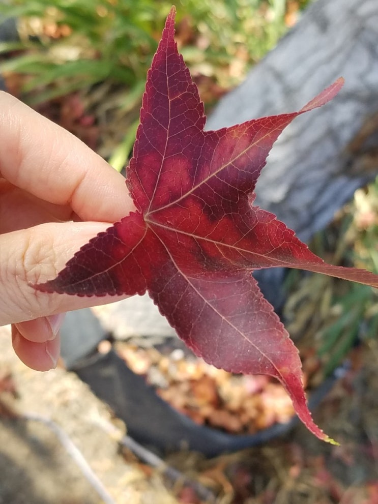  가을이 벌써 코 앞이더라!
