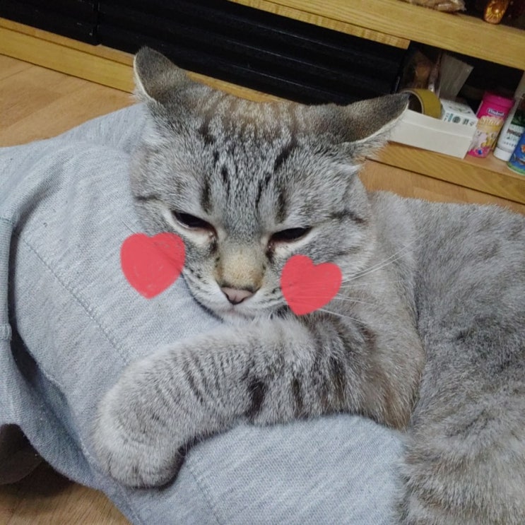  개냥이의 밤_고양이는 주인이 잘 때 뭐하고 놀까? Cats V-log