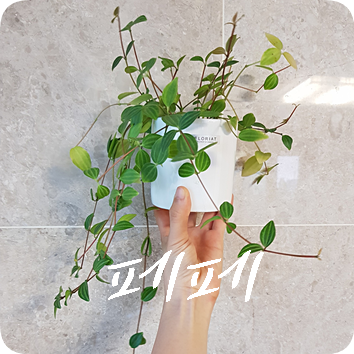  페페 키우기 #1 아몬드페페? 줄리아페페? 어쨌든 페페!