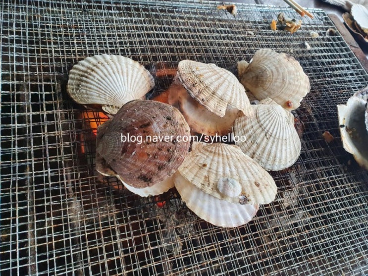  강원도 고성 맛집 :: 백도 가리비