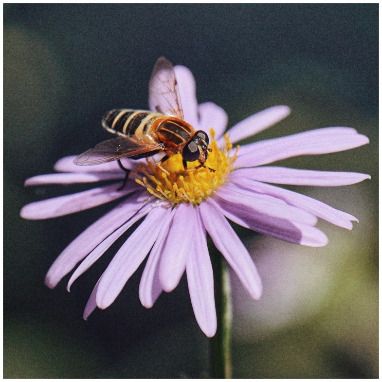  토요일 산책 (a7m3 + 탐론 70-180/2.8)