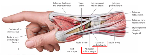 손목통증 2편 (wrist and hand pain) / 엄지쪽 손등(radial part, 노뼈쪽) 통증