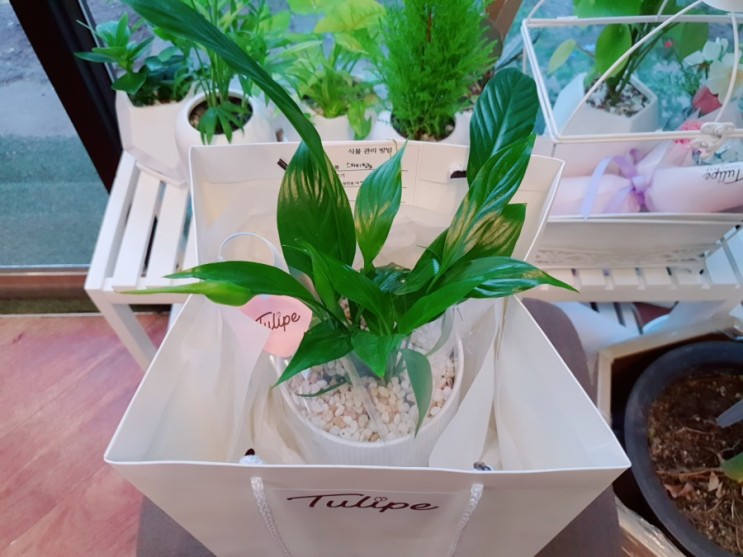[수유역 꽃집] 튤리페 : 공기 정화에 탁월한 스파티필름 반려 식물