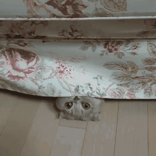 고양이 움짤 윙크하는 고양이 메롱하는 고양이~ 집사 씹덕사...
