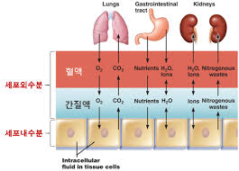  간호학 산염기불균형 산증알칼리증 대사성호흡성 정상범위구분: 산염기원인증상 간호중재