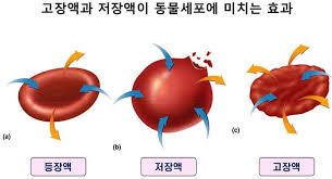  성인간호학 수분체액균형 세포내외액: 혈장삼투질 수분조절기전 항이뇨호르몬 알도스테론