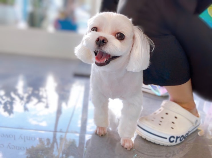  중랑구 신내동 애견미용실 내안에너있DOG 미용부터 스파까지