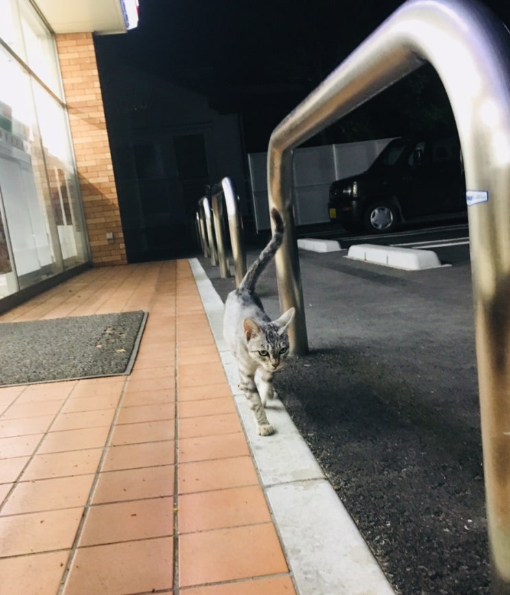 [2018] 내가 찍은 동물 : 편의점 앞에서 만난 길 고양이(08/21)