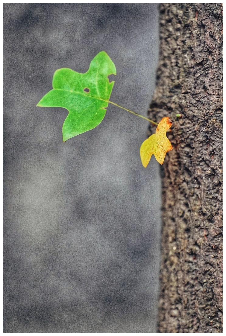  일요일 산책 (a7m3 + 탐론 70-180/2.8)