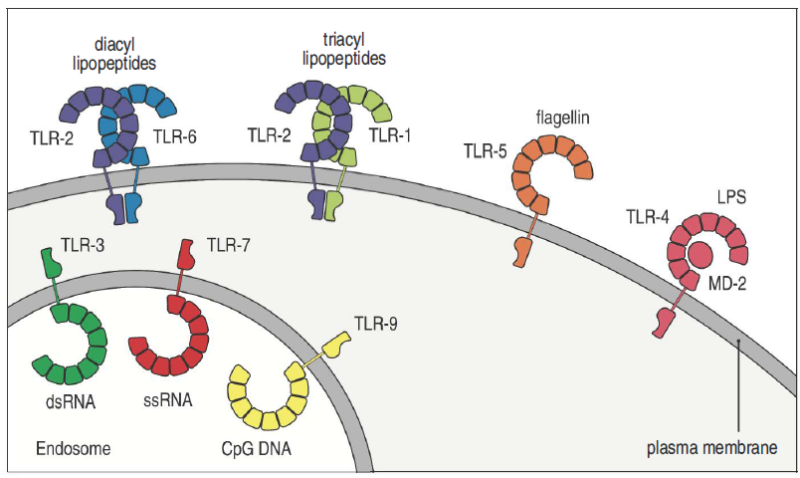 3.2 Toll-Like Receptor(TLR)과 Nod-Like Receptor(NLR) : 네이버 블로그