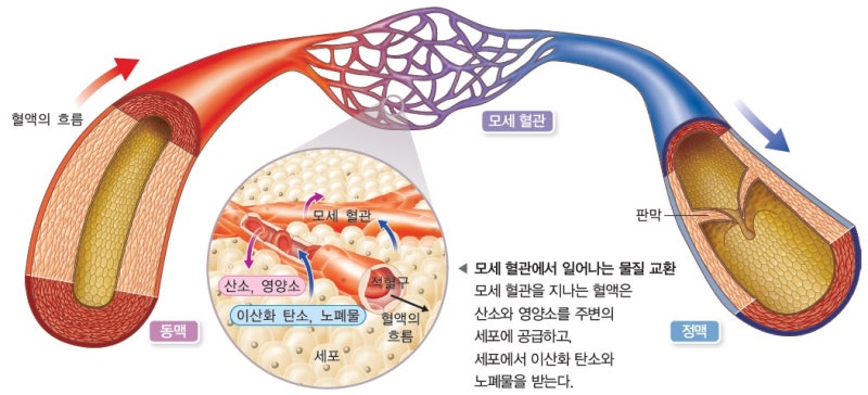 혈관 적응에서 호르몬의 작용 2